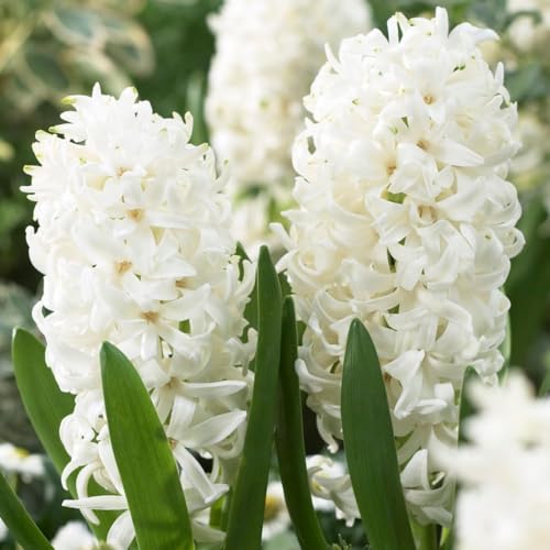 Perlas blancas de jacintos (15 bulbos), colección de jacintos fragantes, 3 variedades/colores, perennes, resistentes al invierno, mezcla de bulbos de flores de Holanda para jardín, maceta, cristal