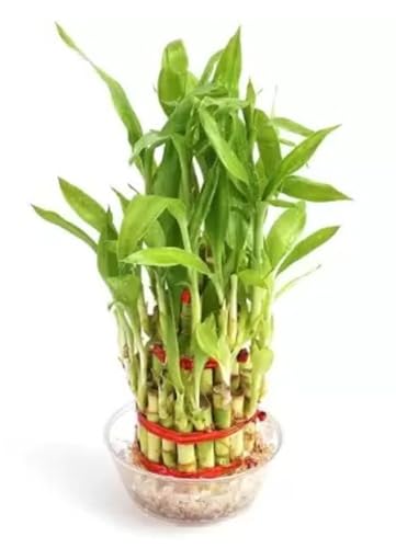 Garden Art 3 Layers Lucky Bamboo Indoor Feng Shui Plant With Pot