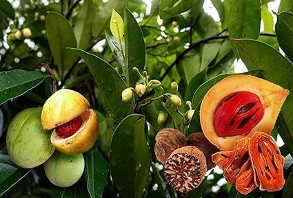 MALLICK GREENARY |Nutmeg Spice Plant Jaifal Myristica Javitri Jaipha || Medicinal Plant Healthy Live Plant ||Ayurvedic Medicine Jaifal Plant Spice Plant for Home Garden || 1.5-2 Ft Hight pack of 1 (B0D9QBXLF1) Amazon Price History, Amazon Price Tracker