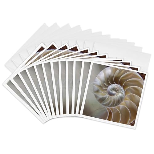 Carte de voeux Nautilus Shell grand format 26x15,2cm avec enveloppes assorties