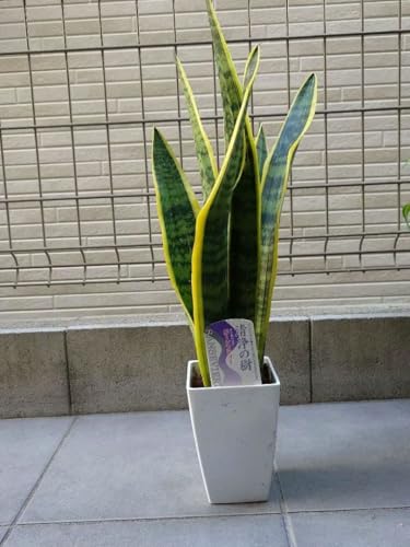 観葉植物 4号 サンスベリア」の人気商品一覧 | 安い商品を通販サイト