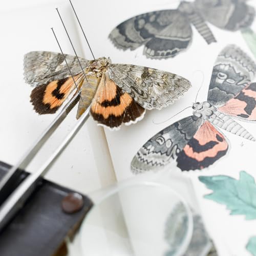 VILLCASE 100 Stück Insektennadeln aus Edelstahl, Insekt Pin, Insekten Probennadeln mit Hartplastik Aufbewahrung, Probennadeln für Schule, Labor, Entomologie (1#)