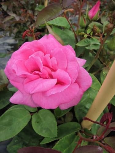 Kletterrose Zephirine Drouhin® - Rosa Zephirine Drouhin® - kirschrosa - Duft++++ - Ramblerrose