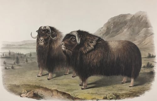 Lienzo de Ovibus Moschatus por John Jame Audubon para decorar una oficina elegante de 60x90cm