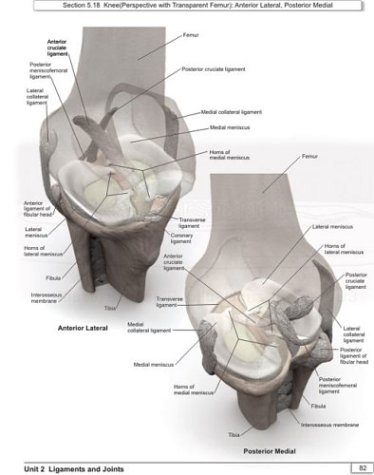 Realism: A Study in Human Structural Anatomy