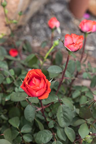 Fresh Roses For Delivery Prime, Orange Roses, Live Rose Bush Plants In Plant Pots, Plant Lover Gifts, Fresh Flowers For Delivery Prime, Potted Rose Plant Live Plants, Outdoor Plants By Plants For Pets #TOP7