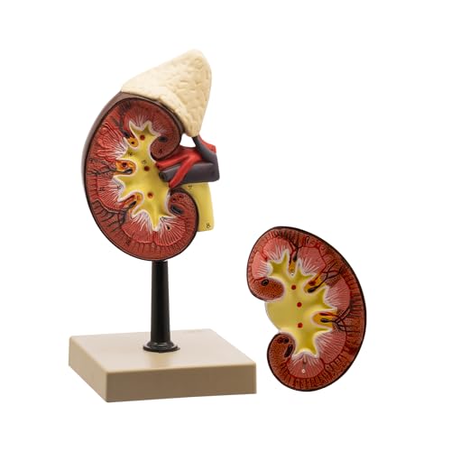 Image of EISCO High Quality Human Kidney & Adrenal Gland Model, 2 Parts - Hand Painted, Detailed Anatomy Educational Tool