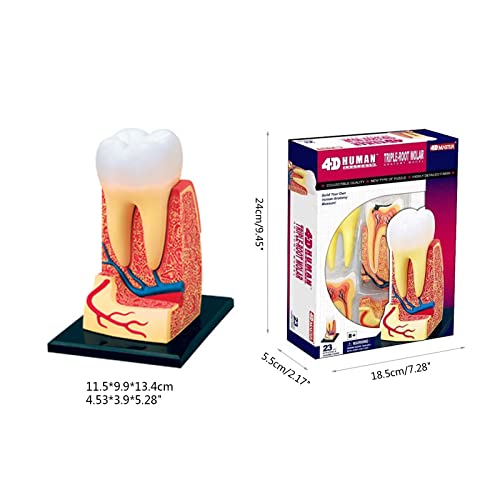 Modèle de dents éducatif WUURAA pour démonstration en classe - 5