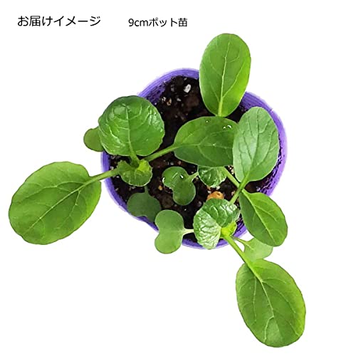 Amazon.co.jp: 小松菜 ちぢみこまつ菜 9cmポット苗 コマツナ : DIY