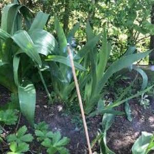 Image of LIELA - Garden and Outdoor Incense Sticks for Mosquito Repellent in Pure Citronella & Lemon Grass Fragrance ; (28)