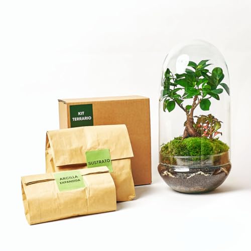 Kit Terrario Plantas Cristal - Cúpula con Ficus Ginseng y Fittonia | Terrario DIY | Jardin Eterno en Cristal o Ecosistema Cerrado | Ideal para Decoración Hogar (Grande)