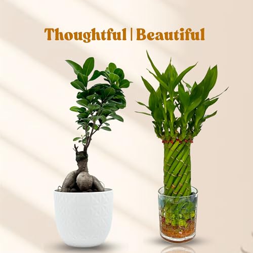 Image of Amulya Farms Bamboo Plant for Home Decoration | Combo of Bamboo Wheel in Glass Pot and Bonsai Plant | Lucky plants for Home Decor | Bonsai with Stylish Planter | Feng Shui Plant |