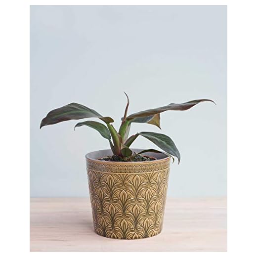 Philodendron Imperial Red (M)