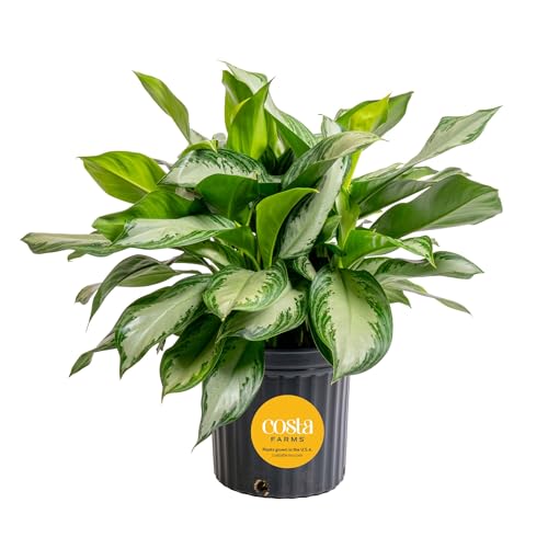 Image of Costa Farms Chinese Evergreen, Aglaonema Easy to Grow Extra Large Live Indoor Plant in Planter Pot, Houseplant in Potting Soil Mix, Housewarming, Unique Home Decor or Room Decor, 3-4 Feet Tall
