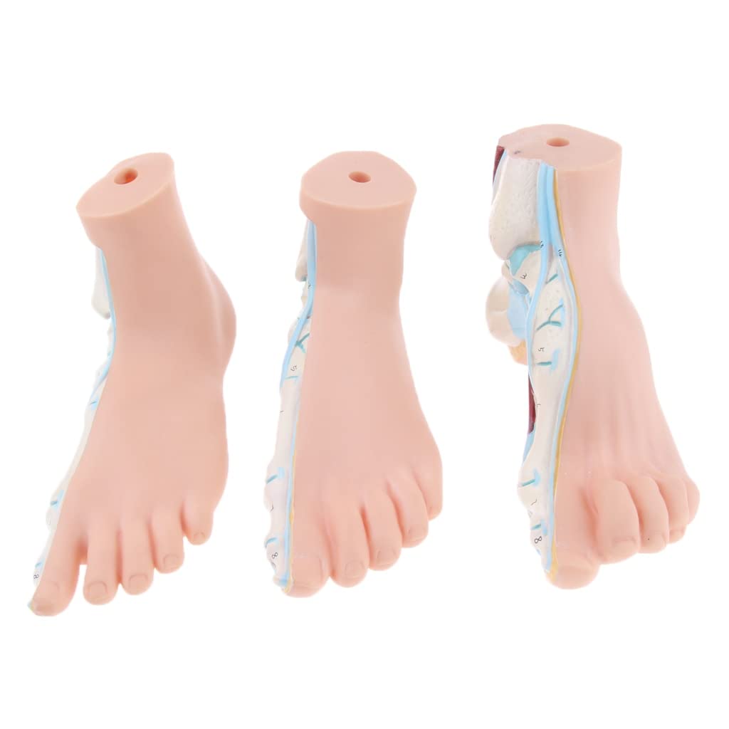 Modele Anatomiczne 3 Szt. Zestaw Ludzkiej Normalnej Płaskiej Wysklepionej Stopy Model Anatomiczny Pvc Anatomia Szkoła Materiały Laboratoryjne Do Nauczania Medyc,