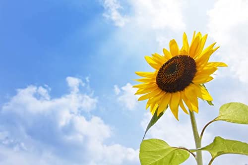 Amazon | 【限定夏の花のポストカード】夏の青い空・雲と向日葵