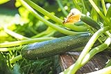 Kletterzucchini Zucchini Samen Black Forest Zucchinisamen Gemüsesamen ca 5 Korn Garten Hochbeet Saatgut AlexLand