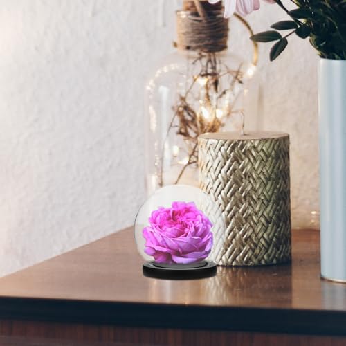 Urna de cristal para decoración de escritorios y suculentas 6