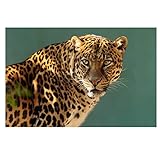 【Conservation à long terme】: Avec la colle, tous ces forets peuvent rester stables dans le point pendant une longue période. Les peintures au diamant finies peuvent être stockées pendant plus de 20 ans,La Peinture Diamant 5D peut magnifiquement décorer notre chambre ou notre bureau, et c'est actuellement la décoration de bricolage la plus populaire.