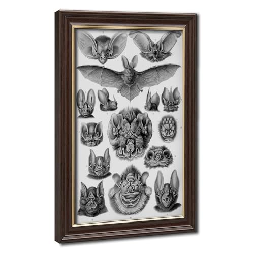 Chiroptera Ernst Haeckel toile murale pour bureau et salon moderne