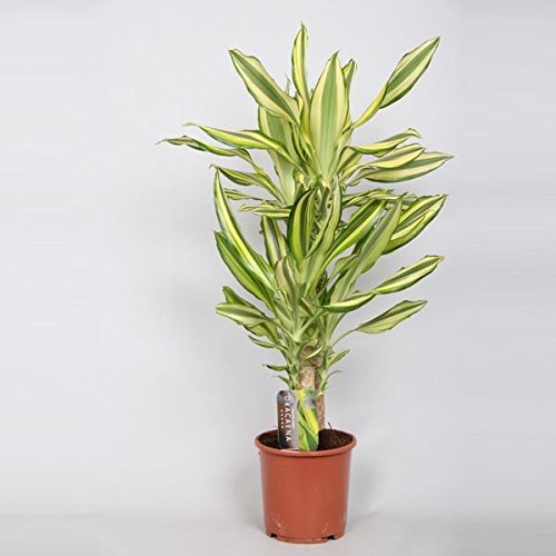 Dracaena Yellow Coast House Plant 80cm Tall. Dragon Tree : Amazon.co.uk:  Garden