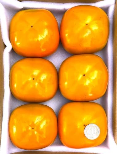 �y���{�̏{���o�z�x�L�`�`�_���z�ƒ�p ��Rkg�i3L-M �~�b�N�X�j �a�̎R/�R���Y�`�n��50�N�ȏ�̏��̋Ƃ��؂ȕ��� �������� �{�Ђ炽�� �x�L�` �Ƒ������I�s �w�����x�͔|�@�x�ւ̂������ �Â��F���Ȗ��킢 �{�� �` ��L��` ���Ε� �M�t�g �y���