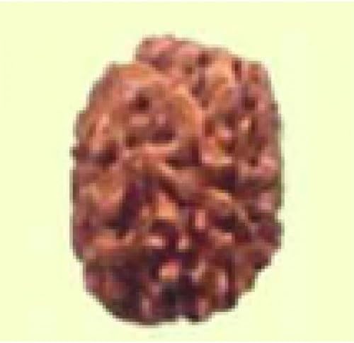 vastu astro shop 3 Mukhi Haridwar