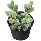 Sprout N Green Ice Plant | Corpuscularia lehmannii, Live Succulent Fully Rooted in 2 inch Starter Pot, House Plant for Indoor Outdoor Home Office Wedding Decoration Party Favor