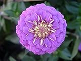 Fácil de cultivar VISTARIC Rosa: 20 pcs 5 tipos de semillas de árboles de cerezo japonés bonsai, bonsai semillas de flores flores de cerezo, el hogar de bricolaje y jardín