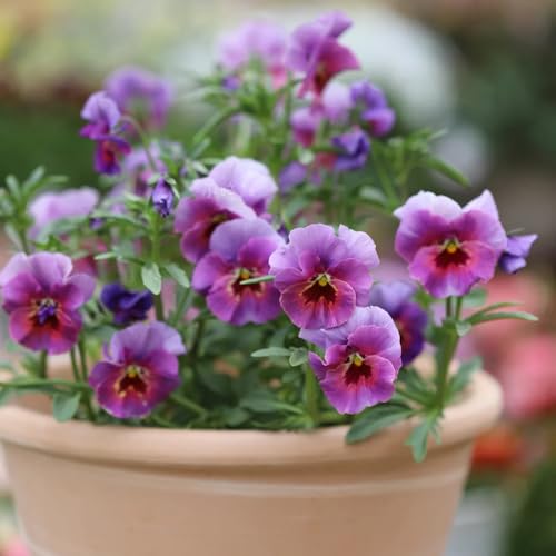 pensamientos semillas resistentes - Balcón, resistentes de pensamiento, silvestres de balcón, cortadas 800pcs