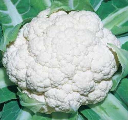 100 SEMI DI CAVOLFIORE NAPOLETANO GENNARESE semi freschi