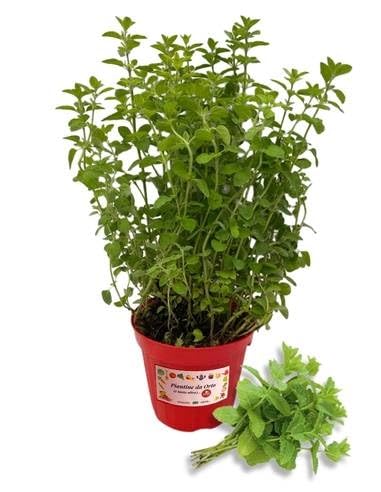 P. Piantine da Orto | Menta Spicata, Pianta in Vaso Diametro 14 cm, Pianta Pronta per il Trapianto,...