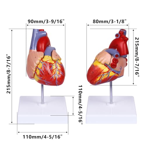 Image of breesky Scientific Human Heart Model 2-Part Life Size Human Heart Replica Color Printed Held Together with Magnets & Mounted Display Base