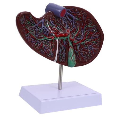 SOLUSTRE Human Liver Model Base Medical Anatomical Liver Model for Teaching and Display