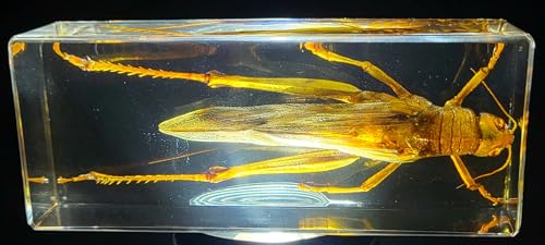 Image of 4.3 inch Large Real Golden Desert Locust in Crystal Clear Lucite Resin Specimen Preserved Insect Taxidermy Crafts Collection for Biology Science Education & Desk Ornament Display Supplies Paperweight