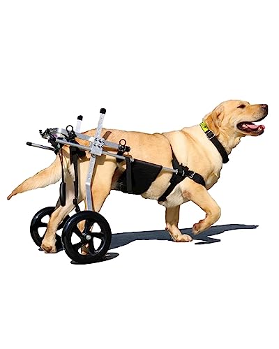 Silla de ruedas para perros medianos y grandes con ruedas de asistencia para el tren posterior
