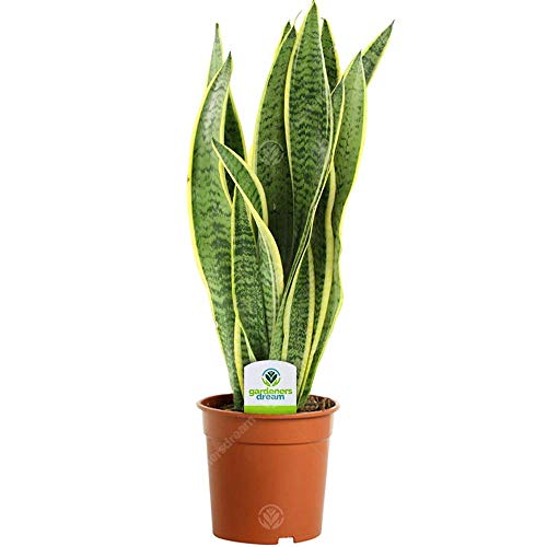 Sansevieria Laurentii - 1 Plant - House/Office Live Indoor Pot Plant Tree in 13cm Pot