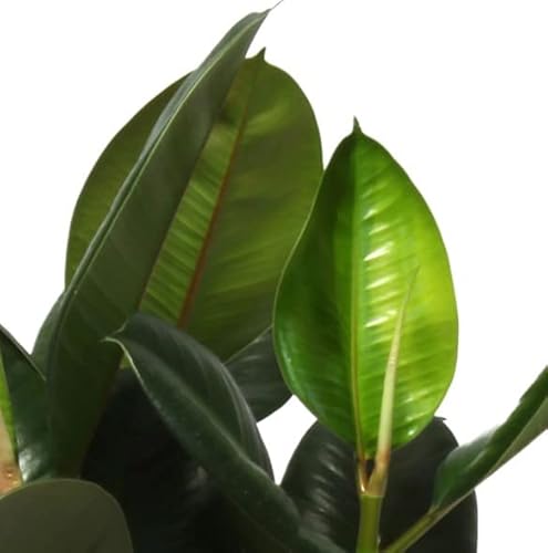 Ficus Elastica Natural Planta de interior Resistente