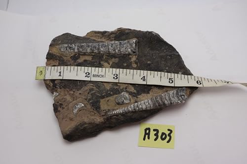 Image of Natural Orthoceras Fossil Plate from Devonian Period Fossil from Morocco A303
