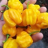 100 piezas Semillas de chile habanero, semillas de hortalizas variedades antiguas plantas de interior huerto, plantas de balcón robustas, resistentes antiguas variedades de semillas