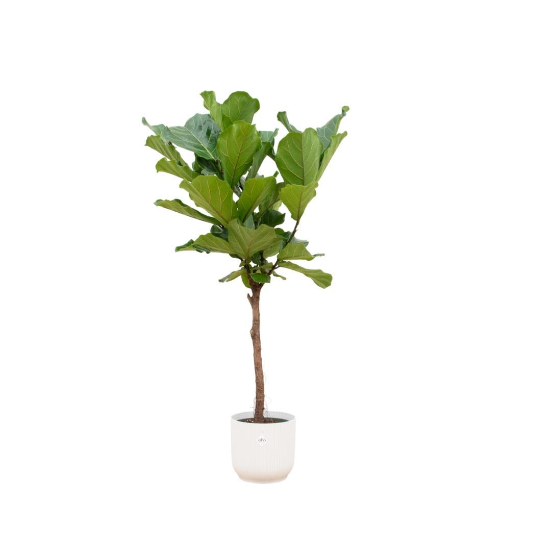 Ficus Lyrata en el tallo alto 170cm maceta blanca Elho Vibes Ø30