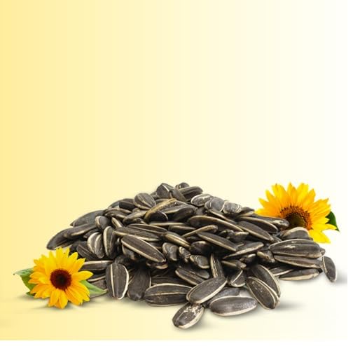 CybeXis Imported Large Size Sunflower Seeds-[4Kg]