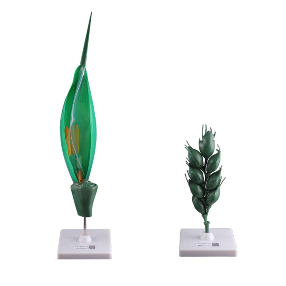 sjdoPulse Wheat Flower Enlargement Model Plant Anatomical Anatomy Model - Wheat Anatomy Model - Scientific Anatomical Plant Model - for Biology Study Display Teaching