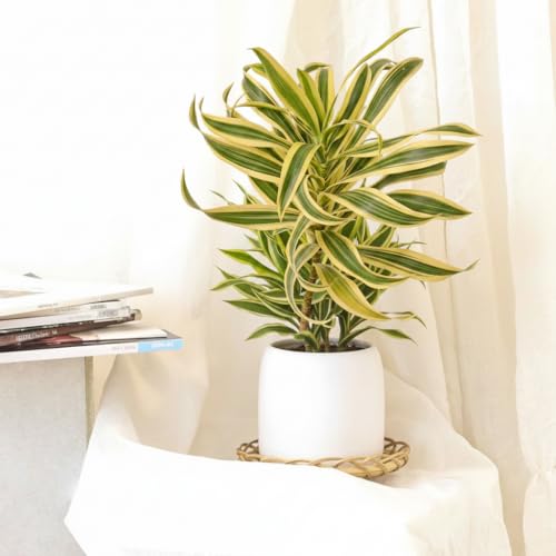 Dracaena Song of India - 4/6 inch Colorful Houseplants -