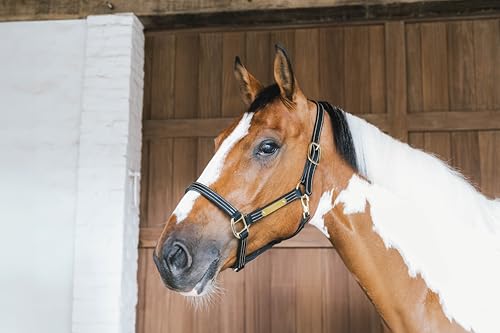 Licol FULL cuir noir robuste pour éviter les irritations du cheval - 5