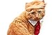 Prymal Comfort Trump Cat/Dog Costume for Halloween, Parties and Pictures