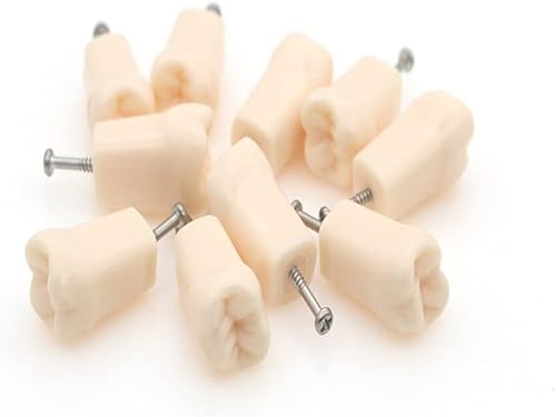 Miniatura 2 de Bulunde - 10 piezas de dientes de práctica dental Typodont Modelo de estudio individual de repuesto para estudiantes, enseñanza de relleno de