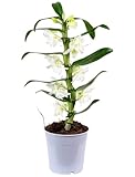 Dendrobium Nobile Blanco Natural Planta de Preciosas Flores