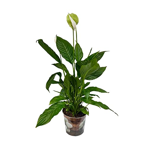 Descubre la Belleza Natural del Espatifilo Natural y Dale Vida a tu Hogar