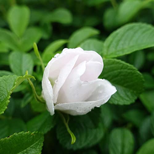 Weiße Hagebutte Syltrose Apfelrose Rosa rugosa Alba Dünenrose pflegeleicht undurchdringlich Heckenpflanze Insektennährgehölz Vogelnährgehölz (Im 3 Liter Topf 40-60cm)